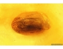 Brown Scavenger Beetle Latridiidae and Spider Beetle Ptinidae. Fossil insects Baltic amber #14509