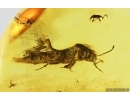 3 Rove beetles Staphylinidae. Fossil inclusions in Baltic amber #14510