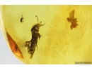 3 Rove beetles Staphylinidae. Fossil inclusions in Baltic amber #14510