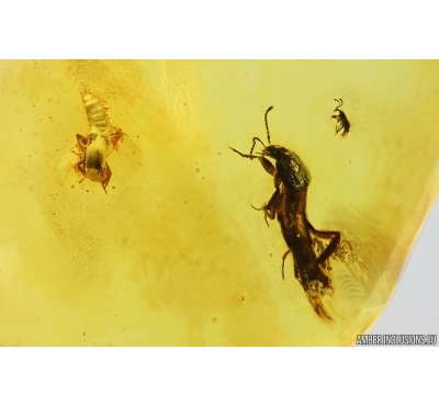 3 Rove beetles Staphylinidae. Fossil inclusions in Baltic amber #14510