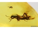 3 Rove beetles Staphylinidae. Fossil inclusions in Baltic amber #14510