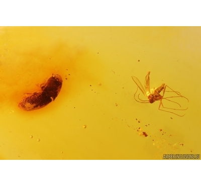 Click beetle Elateroidea and More. Fossil insects in Baltic amber #14511