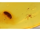 Click beetle Elateroidea and More. Fossil insects in Baltic amber #14511