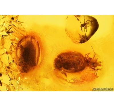 2 Marsh Beetles Scirtidae and More. Fossil inclusions Baltic amber #14512
