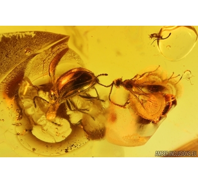 Marsh Beetle Scirtidae, Wasp and Plant. Fossil inclusions Baltic amber #14514