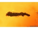 Marsh Beetle Scirtidae, Wasp and Plant. Fossil inclusions Baltic amber #14514