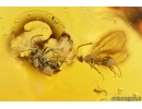 Marsh Beetle Scirtidae, Wasp and Plant. Fossil inclusions Baltic amber #14514