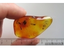 Marsh Beetle Scirtidae, Wasp and Plant. Fossil inclusions Baltic amber #14514