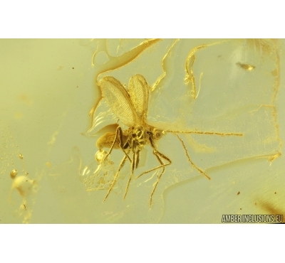 Winged Coccid, Coccoidea. Fossil insect in Baltic amber #14515