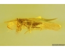 2 Winged Coccids Coccoidea. Fossil inclusions in Ukrainian Rovno amber #14516R