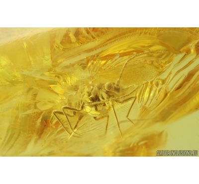 2 Winged Coccids Coccoidea. Fossil inclusions in Ukrainian Rovno amber #14516R