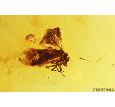 Psocid Psocoptera. Fossil insect Baltic amber #14517