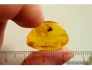 Psocid Psocoptera. Fossil insect Baltic amber #14517