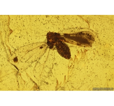 Whitefly Aleyrodidae. Fossil insect in Baltic amber #14518