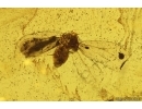 Whitefly Aleyrodidae. Fossil insect in Baltic amber #14518