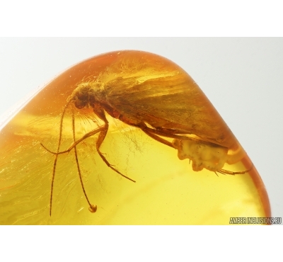 Caddisfly Trichoptera with Eggs. Fossil insect Baltic amber #14519