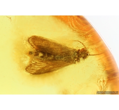 4 Caddisflies Trichoptera. Fossil insects Baltic amber #14520