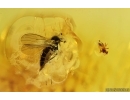 Caddisfly Trichoptera, Fly and Wasp. Fossil inclusions Baltic amber #14521