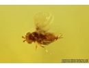 Caddisfly Trichoptera, Fly and Wasp. Fossil inclusions Baltic amber #14521
