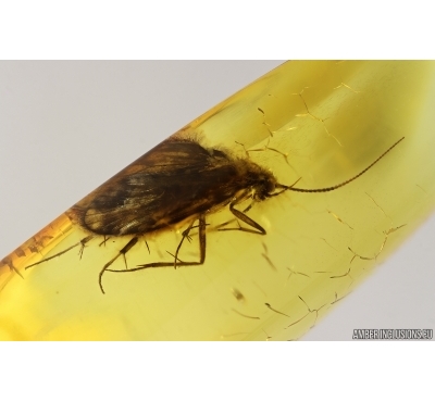 Caddisfly Trichoptera, Fly and Wasp. Fossil inclusions Baltic amber #14521