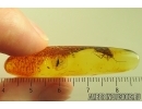 Caddisfly Trichoptera, Fly and Wasp. Fossil inclusions Baltic amber #14521