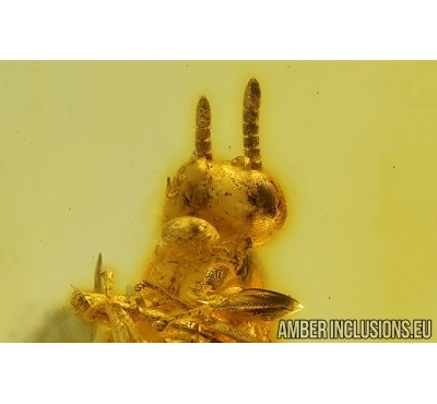 Action! Wasp Hymenoptera with Mite Acari. Fossil inclusions Baltic amber #14522