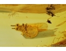 Action! Wasp Hymenoptera with Mite Acari. Fossil inclusions Baltic amber #14522