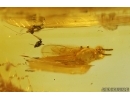 Action! Wasp Hymenoptera with Mite Acari. Fossil inclusions Baltic amber #14522