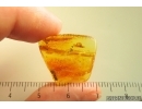 Action! Wasp Hymenoptera with Mite Acari. Fossil inclusions Baltic amber #14522