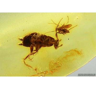 Cockroach Blattaria and True midge Chironomidae. Fossil inclusions Baltic amber #14523