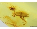 Cockroach Blattaria and True midge Chironomidae. Fossil inclusions Baltic amber #14523