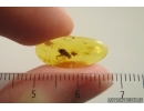 Cockroach Blattaria and True midge Chironomidae. Fossil inclusions Baltic amber #14523