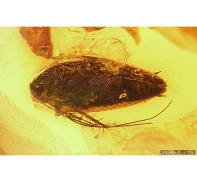Cockroach Blattaria and House Centipede Scutigeridae fragment. Fossil inclusions Baltic amber #14524