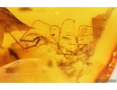 Cockroach Blattaria and House Centipede Scutigeridae fragment. Fossil inclusions Baltic amber #14524