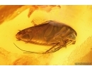 Cockroach Blattaria and House Centipede Scutigeridae fragment. Fossil inclusions Baltic amber #14524