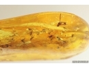 Hover Fly Syrphidae and Swarm of Midges. Fossil inclusions Baltic amber #14525