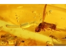 Hover Fly Syrphidae and Swarm of Midges. Fossil inclusions Baltic amber #14525