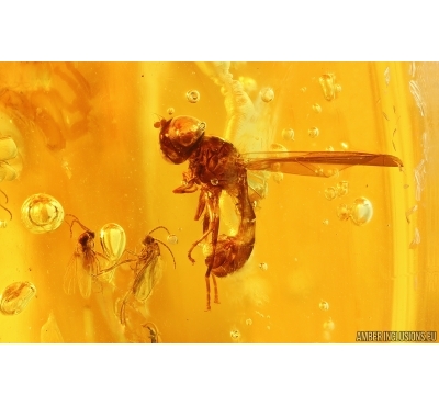 Hover Fly Syrphidae and Swarm of Midges. Fossil inclusions Baltic amber #14525