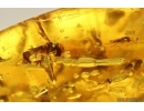 Hover Fly Syrphidae and Swarm of Midges. Fossil inclusions Baltic amber #14525
