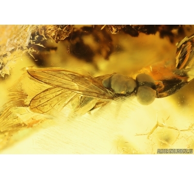 Hover Fly Syrphidae and Fungus gnat Mycetophilidae. Fossil insects in Ukrainian Rovno amber #14526R