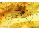 Hover Fly Syrphidae and Fungus gnat Mycetophilidae. Fossil insects in Ukrainian Rovno amber #14526R