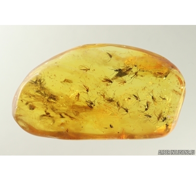 Swarm of Dark-Winged fungus gnats Sciaridae. Fossil inclusions Baltic amber #14527