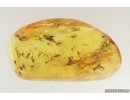 Swarm of Dark-Winged fungus gnats Sciaridae. Fossil inclusions Baltic amber #14527