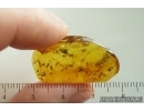 Swarm of Dark-Winged fungus gnats Sciaridae. Fossil inclusions Baltic amber #14527