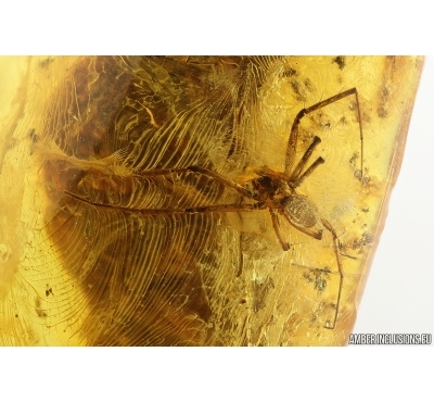 Spider Araneae. Fossil inclusion Ukrainian Rovno amber stone #14528R
