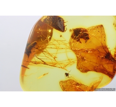 Spider Araneae in Spider web and Fly. Fossil inclusions Baltic amber #14529
