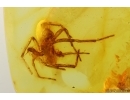 Nice Spider Araneae. Fossil inclusion in Baltic amber #14530