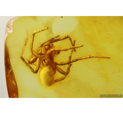 Nice Spider Araneae. Fossil inclusion in Baltic amber #14530