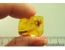 Nice Spider Araneae. Fossil inclusion in Baltic amber #14530