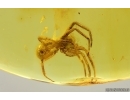 Nice Spider Araneae. Fossil inclusion in Baltic amber #14531